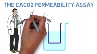 The CaCo2 Permeability Assay for Essential Oils Explained in Under 3 Minutes