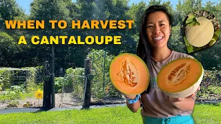 WHEN TO PICK A CANTALOUPE - Know exactly when a cantaloupe is ready to harvest !  NC GARDEN ZONE 7b