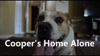 Cooper's Home Alone - Comedy Short Film