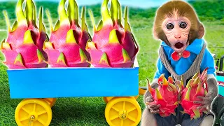 DoDo Baby Monkey Captain Challenge | The Tractor Driver is Harvesting Dragon Fruit | KIKI ANIMAL