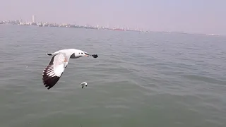 Seagull flying-  Slow motion hd video