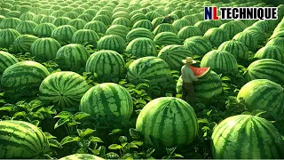 The Most Modern Agriculture Machines That Are At Another Level🍉How To Harvest Watermelons In Farm🍉