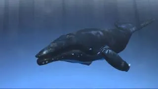 Humpback Whale: Final Animated Composite