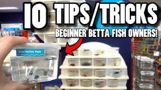 10 TIPS For BEGINNER BETTA FISH OWNERS!