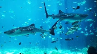The Georgia Aquarium!!