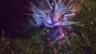 Cat eats bird alive