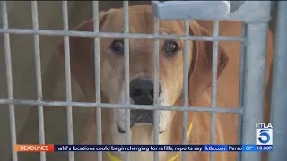 Los Angeles County animal shelters in crisis from overcrowding