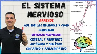 SISTEMA NERVIOSO. Neuronas, sinapsis, sistemas nervioso central, periférico,  somático, autónomo ..