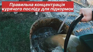 Як правильно розводити курячий послід у воді?