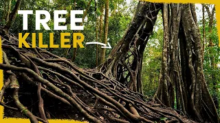 Why this killer tree is the lifeblood of the Amazon Rainforest