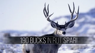 BIG BUCK RUT FIGHT!- Winter Range Mule Deer (Wildlife)