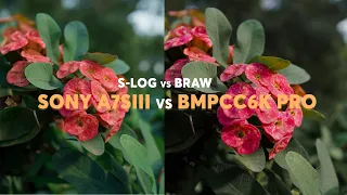 Sony A7S III vs BMPCC6K PRO | Footage Comparison | braw vs s-log