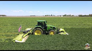 MOWING TRITICALE near Convoy Ohio