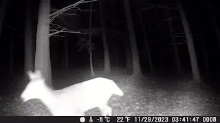 Trail Camera Video