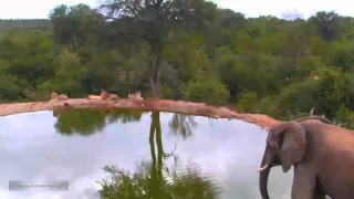 WildLife Африка Лев в буше 03 Слон одиночка прогоняет львов Elephant kicks out lions