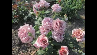 Цветение роз в конце августа 2022 года