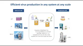 [Webinar] Process development to simplify manufacturing scale up of therapeutic viral vectors