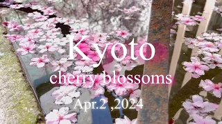 [Kyoto] Cherry Blossom Tour (with subtitles) Maruyama Park/Kyoto Gyoen National Garden/Rokkakudo