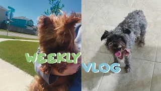 almost accidentally getting a new dog and feeling inspired again | weekly vlog