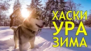 ХАСКИ ПЕРВЫЙ СНЕГ / HUSKY FIRST SNOW