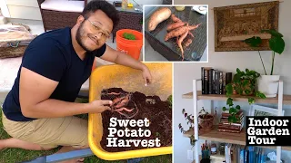 How To Grow Sweet Potatoes in a Bucket (Part 2: Spring Harvest) and My Indoor Garden Tour