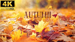 [ 4K ULTRA HD ] Soothing Autumn Music 🍁 Relaxing Tunes for Inner Peace, Soothes Your Soul