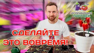 Перевалка рассады перца | Сделайте это вовремя! #семена #перец #рассада