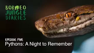 Borneo Jungle Diaries: Episode Five - Pythons: A night to remember [UHD/4K] SZtv