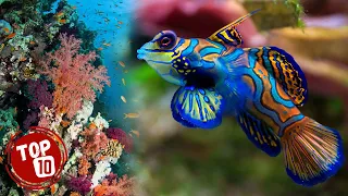 Top 10 Most Beautiful Ocean Creatures ★ Beautiful Sea Creatures