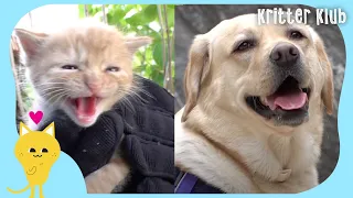 Retriever Rescues Stray Cat Family And This Happened (Part 2) | Kritter Klub