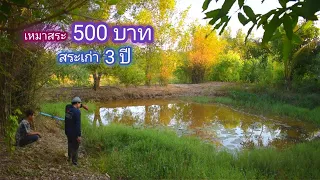 เหมาสระ 500 บาท สระเก่า 3 ปี เล็กๆเเต่ลึก สระแบบนี้มีของดี / บ้านนอก EP.423