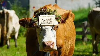 Südtiroler Tradition: Almabtrieb in Prad am Stilfser Joch