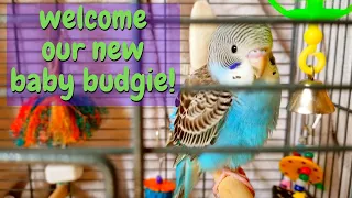 NEW BABY BUDGIE! | We Got A New Bird!