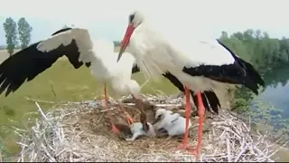 INJURED PARENT STORK TAKES FOOD FROM CHICK - NEST OUT OF HELL 2019 SEASON