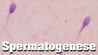 Spermatogenese schnell erklärt