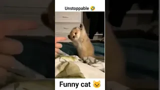 unstoppable funny cats 🤣 #funny #cat #funnycatsanddogs #funnycats