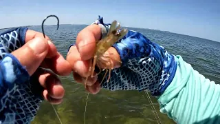 How to hook a shrimp