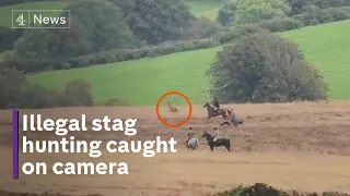 Hunters chase stag on quad bikes despite ban