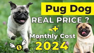 Pug Dog Price In India 2024 | Pug Pug Price And Monthly Expenses