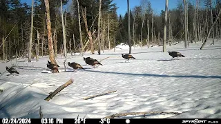 2/24/24 15:16 turkeys