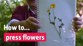 How to press flowers | Natural History Museum