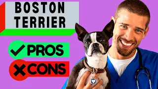 Boston Terrier Pros & Cons / Should You Get a Boston Terrier? Watch To Find Out
