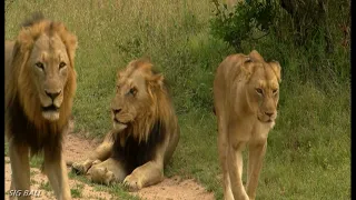 Roller Coaster Males /Shaw Males - 2001 - 2002  and the Sparta Lionesses/Mak Sen /Broken Nose