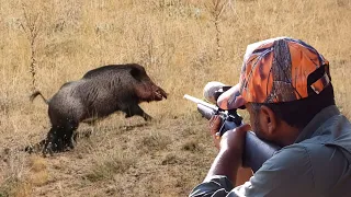 BREATHTAKING WILD BOAR HUNT ADVENTURE, BEST SCENES, HOG HUNTING #hunting