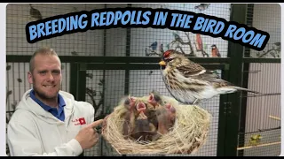 Breeding Redpolls in The Bird Room