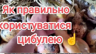 Цього вам ніхто не розкаже❗ Зберігання 🧅//Переробка цибулі//Не  губимо врожай💥