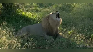 Lion vocalizing