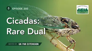 Cicadas: Rare Dual - From the Woods Today - Episode 200