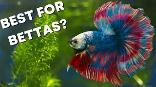 How To Decorate A BETTA FISH Tank?