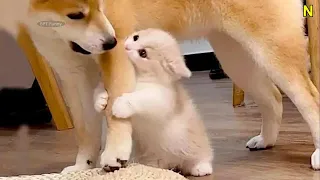 Cute Pomeranian Puppies Doing Funny Things ~ Cute and Funny Dogs #49